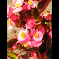 Begonia (Gracilis X Semperflorens) cv. Stara Rose (fam. Begoniacees)(02)